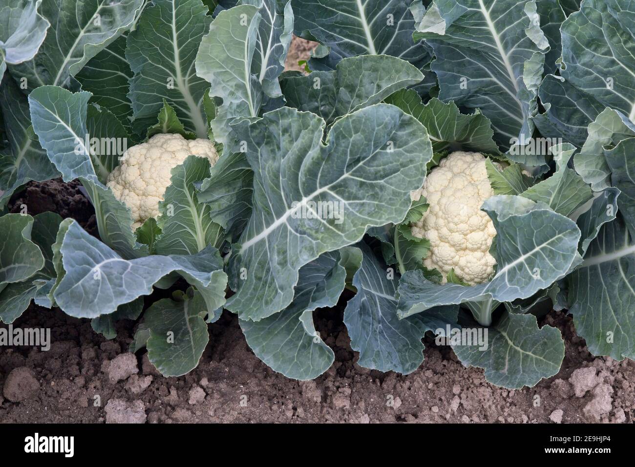 Raccolto di campo biologico maturo di Cauliflower 'Brassica oleracea var. Botrytis', Riverside County, California. Foto Stock