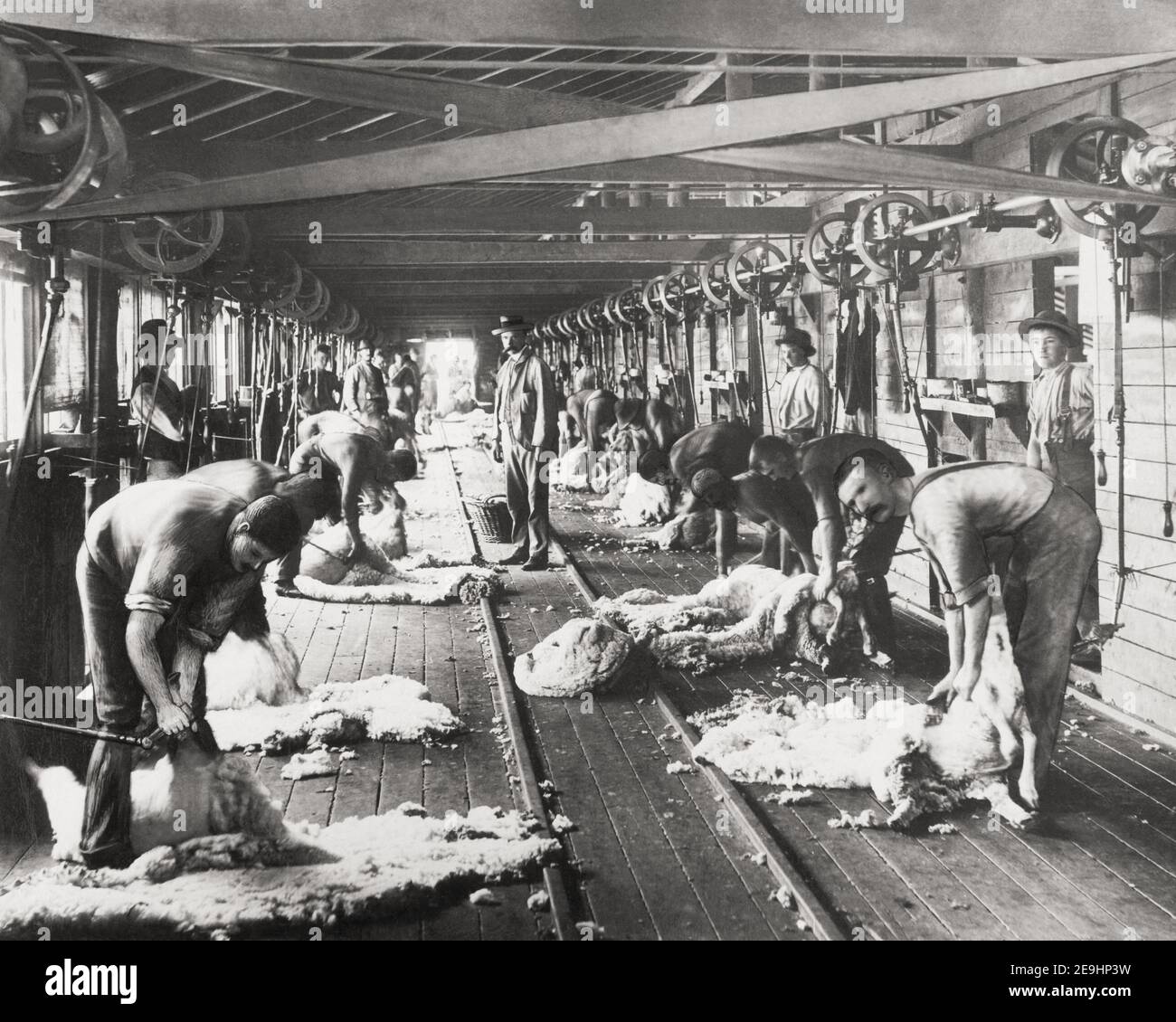 Foto della fine del XIX secolo/1900 - Shearing Sheep, Burrawong NSW, Australia Foto Stock