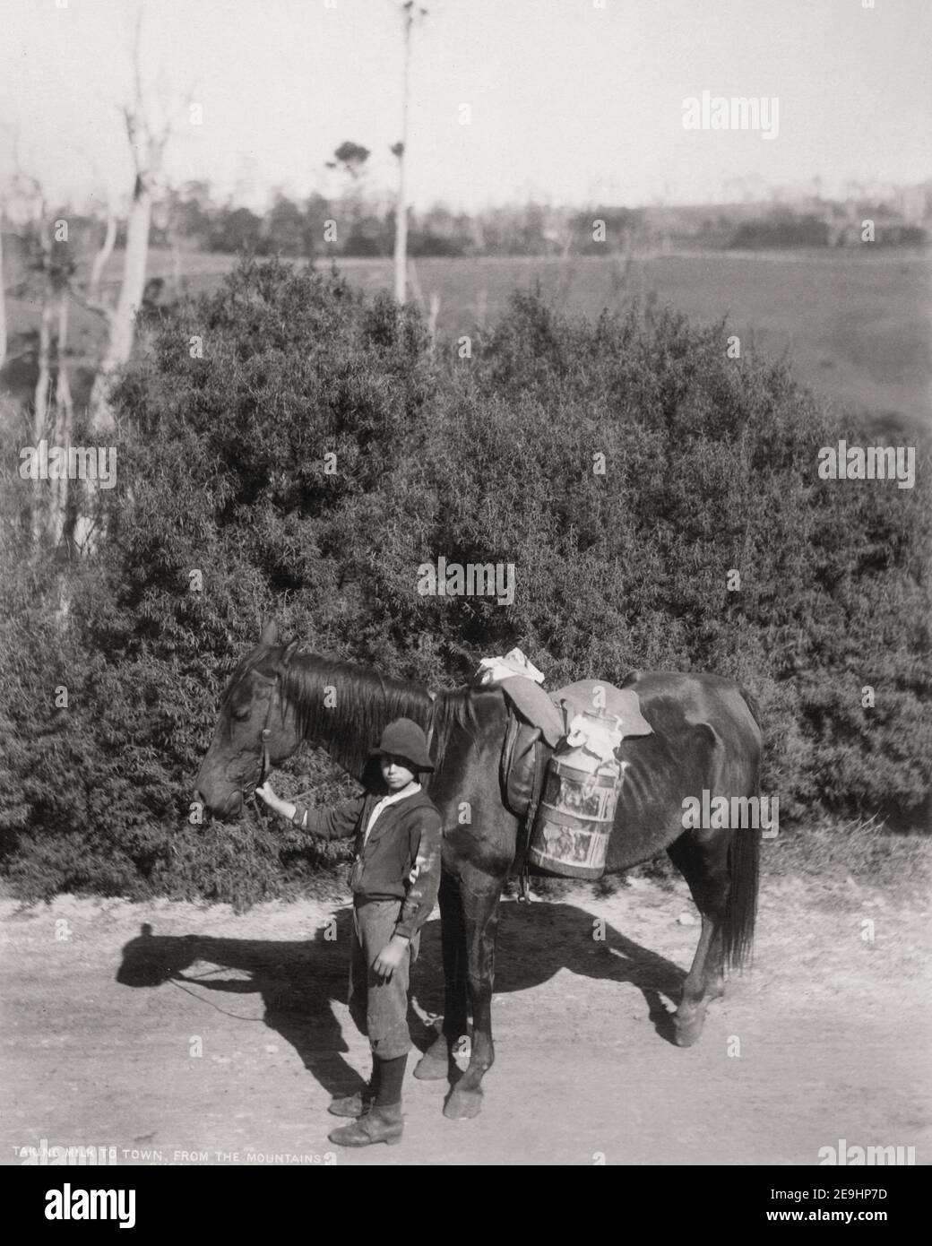 Foto della fine del XIX secolo/1900 - prendere il latte per la città, Shoalhaven, Australia Foto Stock