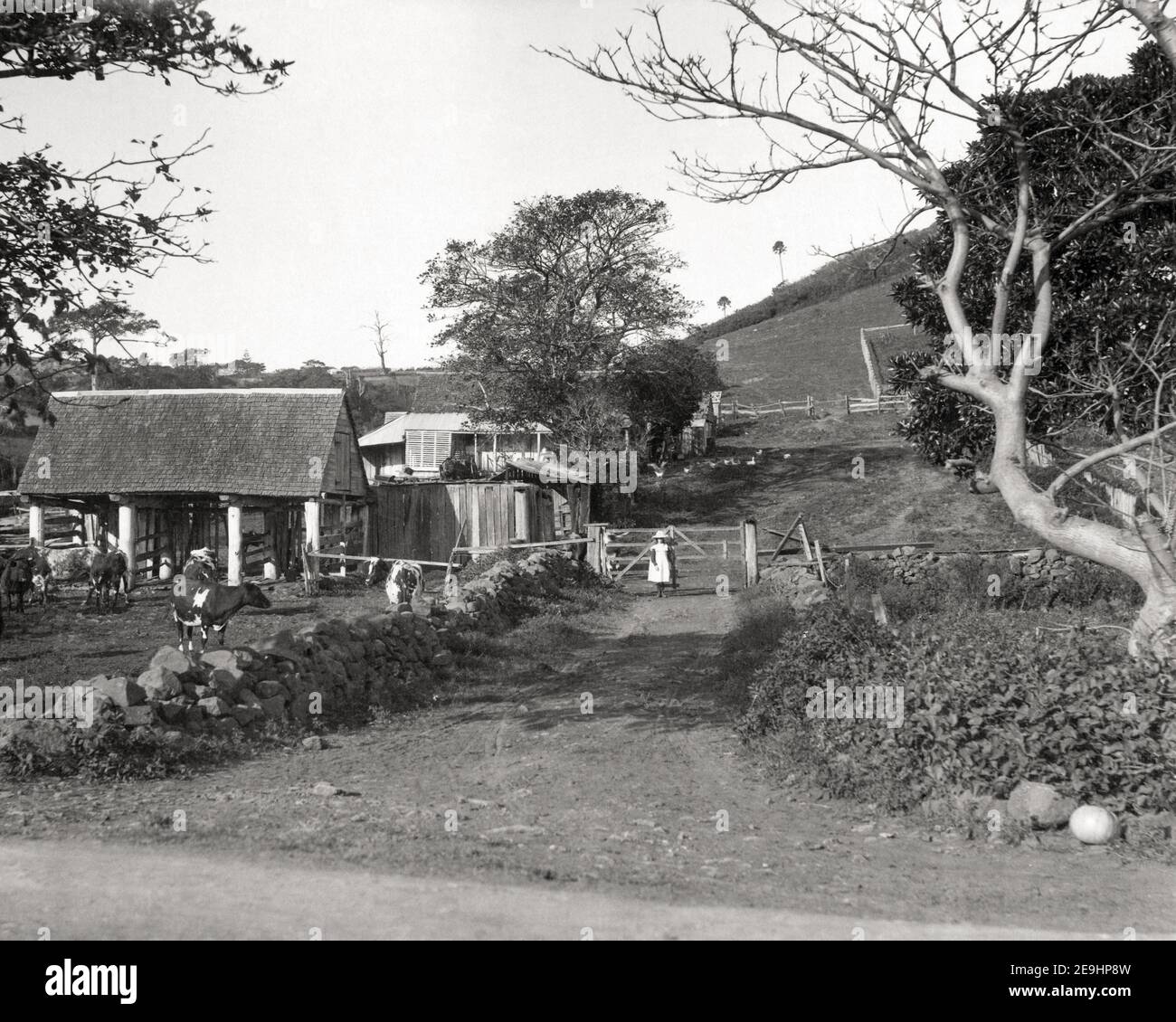 Foto della fine del XIX secolo/1900 - UN caseificio di montagna, distretto di Illawarra, Australia Foto Stock