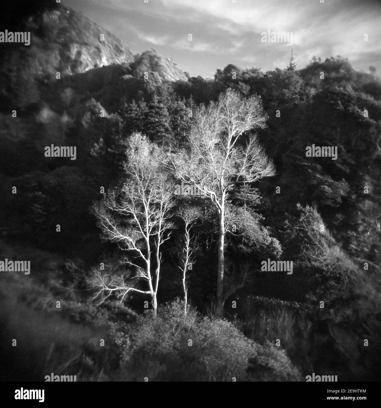 Sycamore Trees a Partington Cove (Los Padres National Forest) a Big sur, California. Foto creata con la fotocamera in plastica Holga realizzata a Hong Kong. Foto Stock