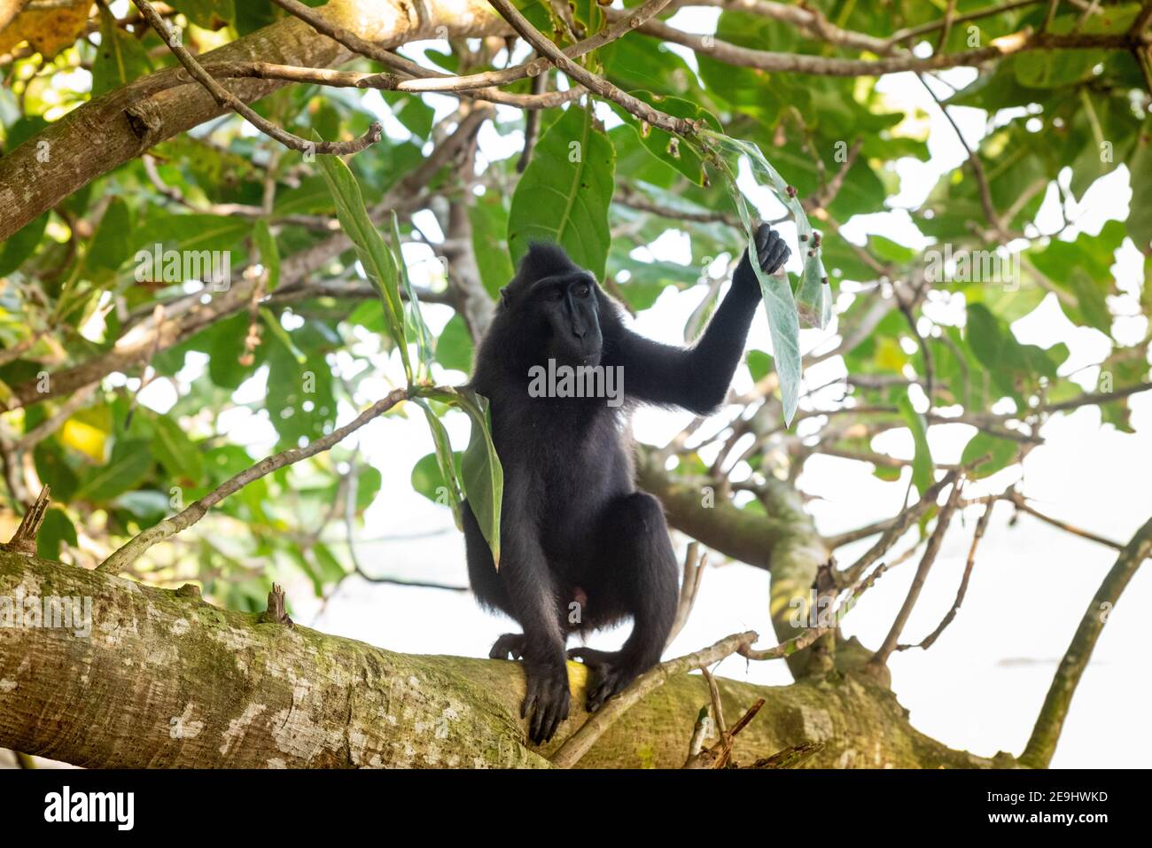 Parco Nazionale di Tangkok, Riserva Naturale di Batuangus, scimmia Crested Black Macaque, Celebes, Sulawesi Nord, Indonesia Foto Stock