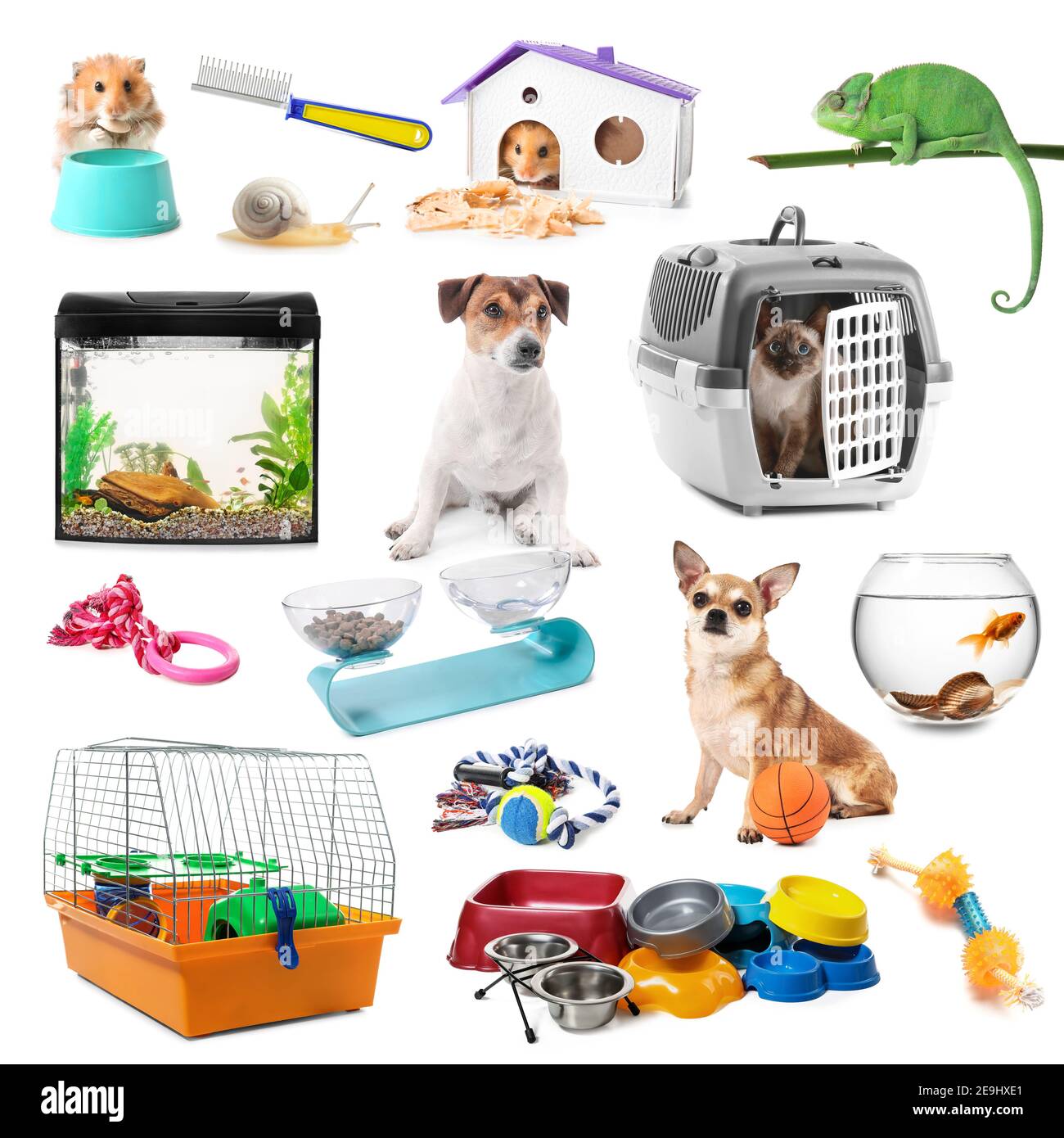 Collage di animali diversi e accessori per animali domestici su sfondo bianco Foto Stock