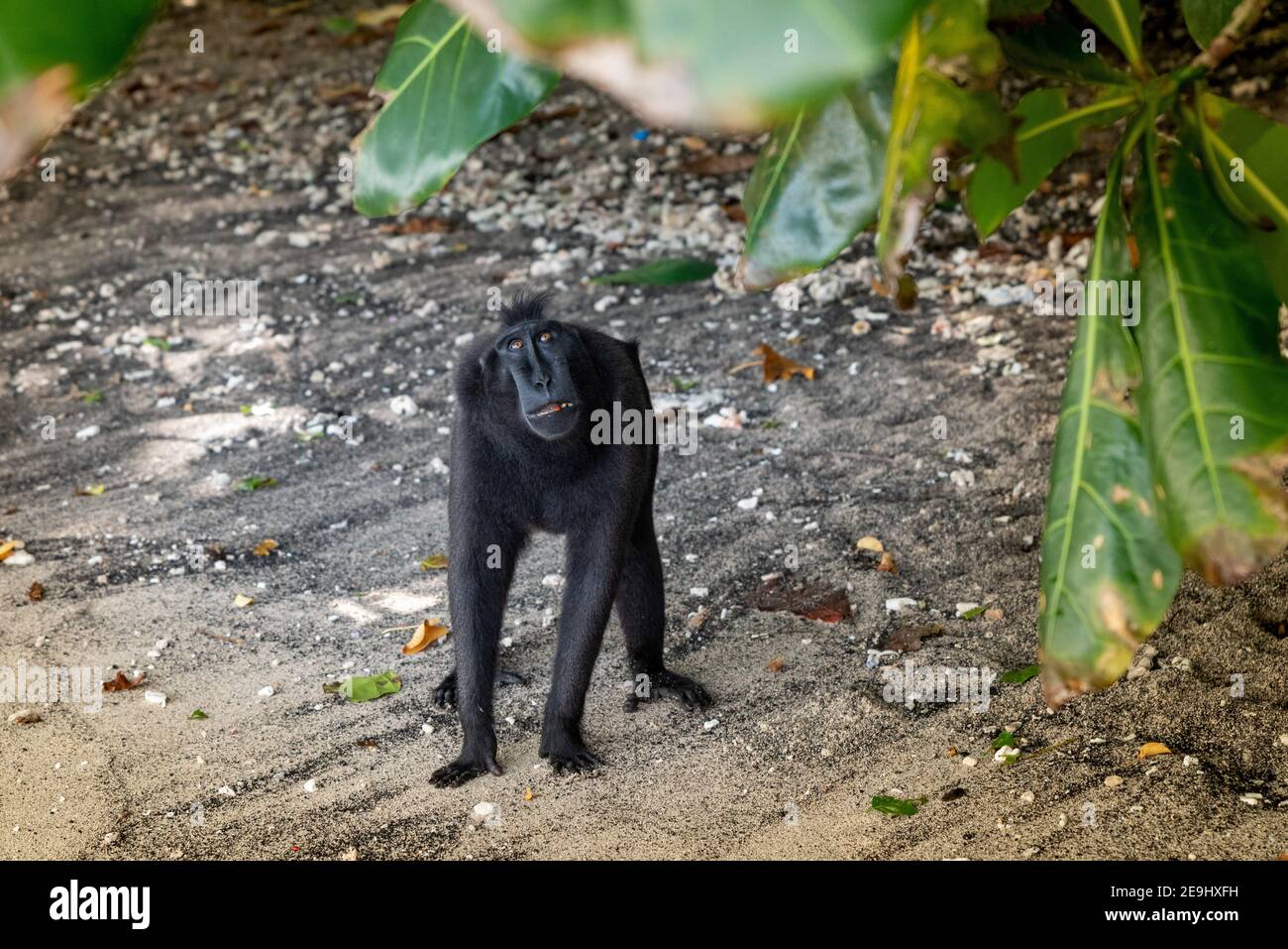 Parco Nazionale di Tangkok, Riserva Naturale di Batuangus, scimmia Crested Black Macaque, Celebes, Sulawesi Nord, Indonesia Foto Stock