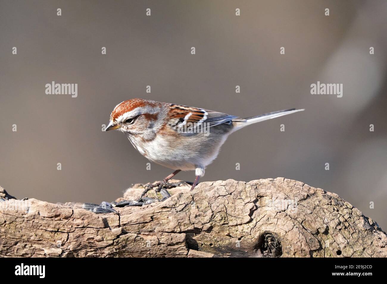 Song Sparrows in foresta in inverno Foto Stock