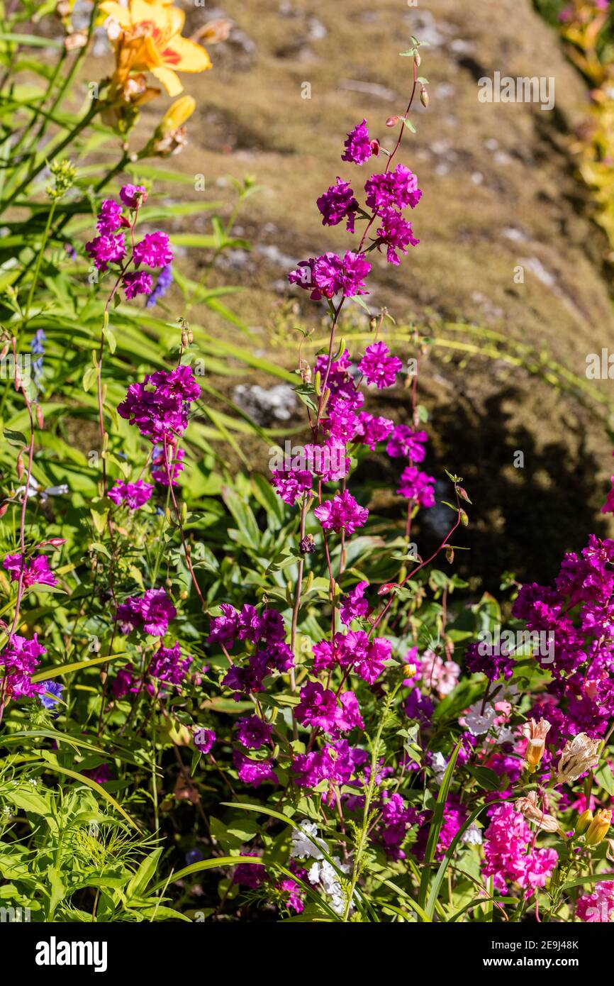 "Double Mixed" Mountain Garland, Clarkia (Clarkia unguiculata) Foto Stock