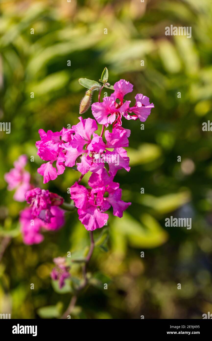 "Double Mixed" Mountain Garland, Clarkia (Clarkia unguiculata) Foto Stock