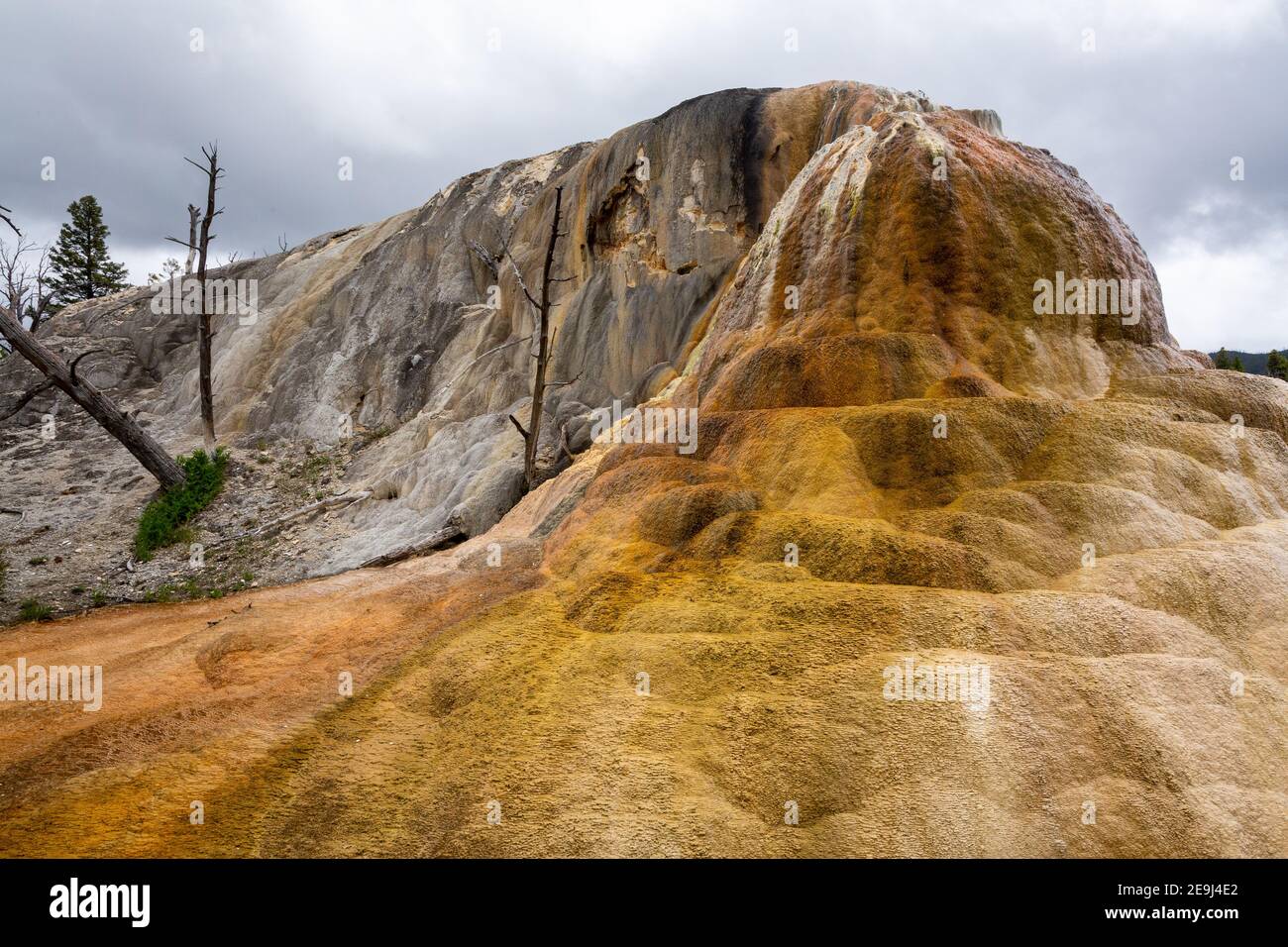 Thermophiles che costeggiano l'acqua che traboccante da Orange Spring Mound a Mammoth Hot Springs. Parco nazionale di Yellowstone, Wyoming Foto Stock