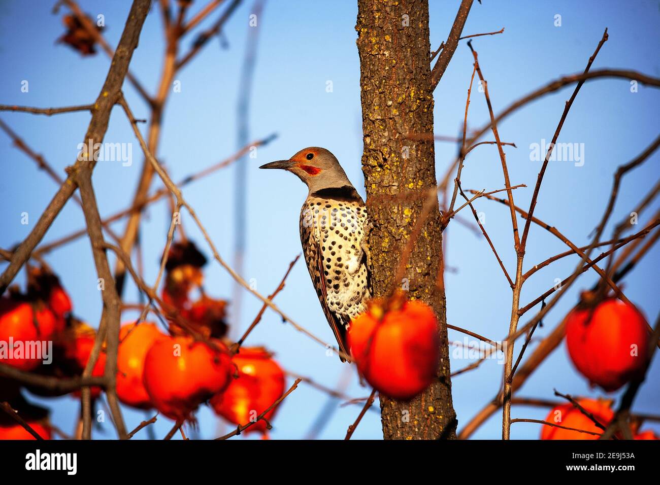 Un picchio di sfarfallio settentrionale o comune (Colaptes auratus) a Palo alto, California Foto Stock