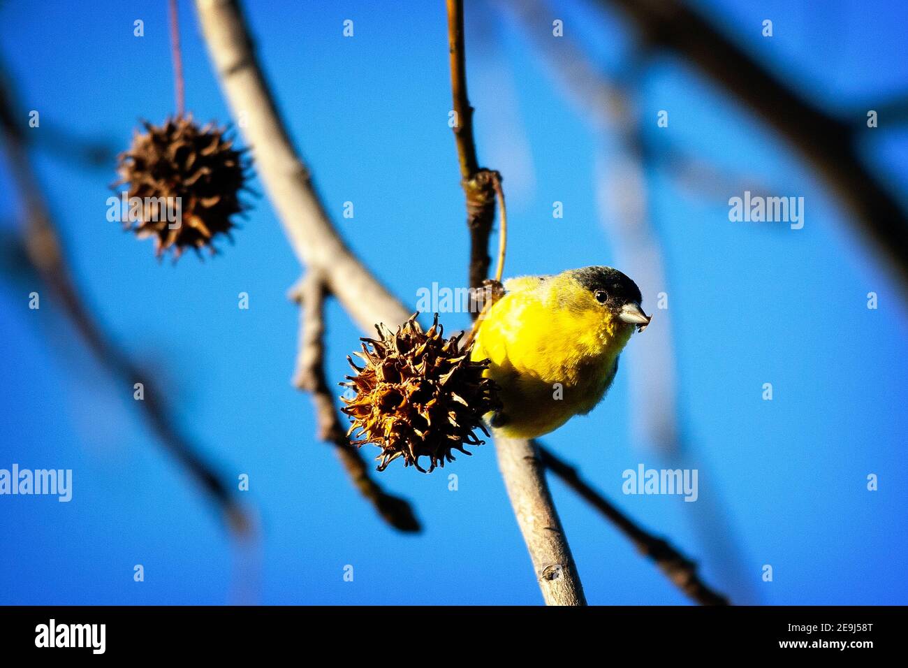 Un piccolo esemplare maschio di Goldfinch (Spinus psaltria) su un baccello di semi di Liquidambar a Palo alto, California Foto Stock