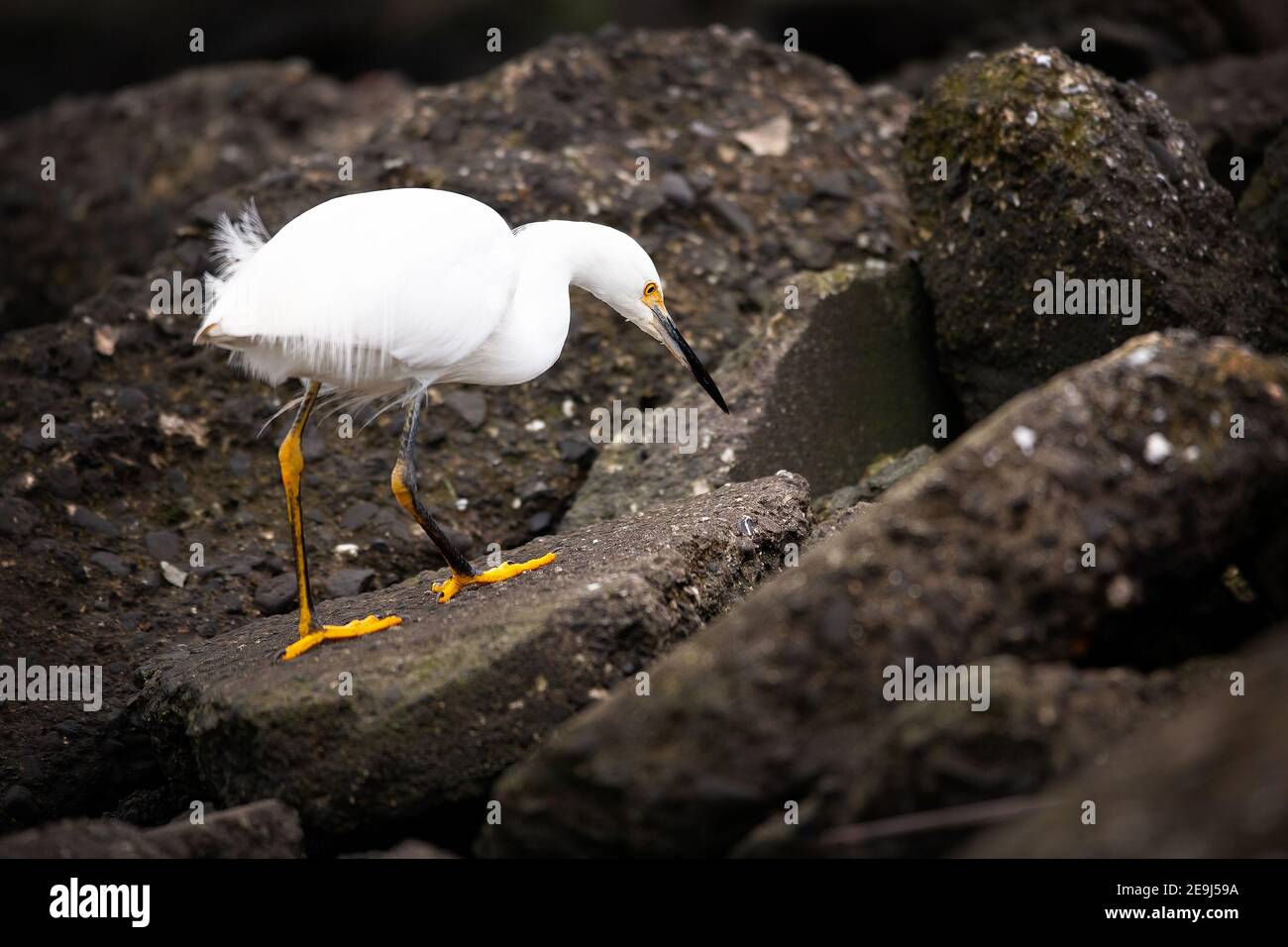 L'egretta innevata (Egretta thula) è un piccolo airone bianco. Palo alto Baylands, California Foto Stock