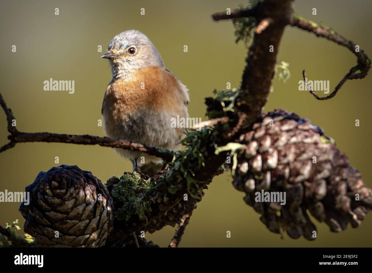 Il Bluebird occidentale (Sialia mexicana) a Palo alto in California Foto Stock
