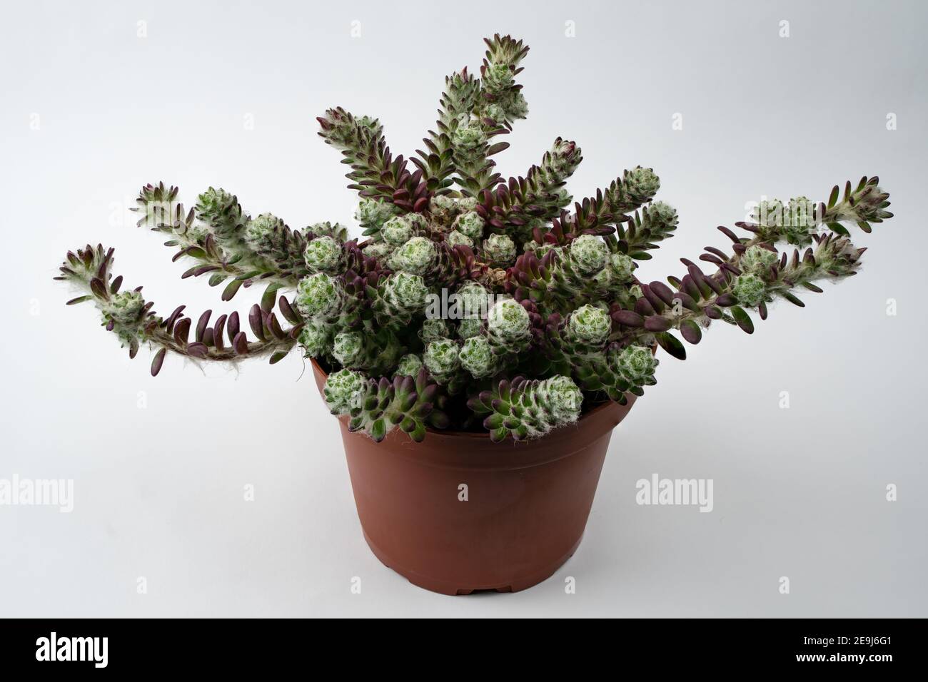 portulaca werdermannii in vaso con sfondo bianco, vista dall'alto Foto Stock