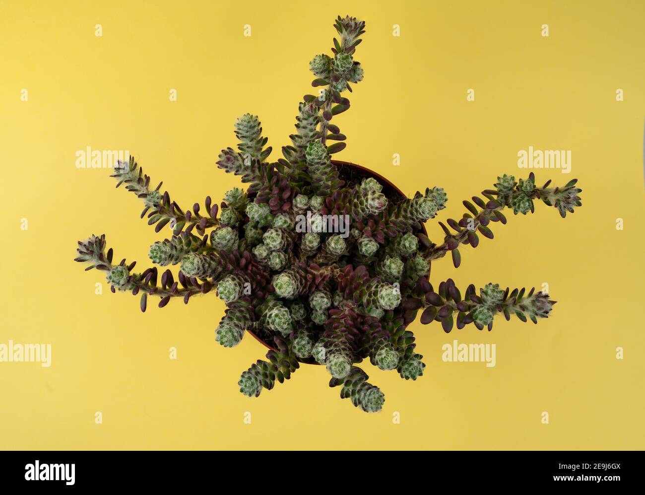 portulaca werdermannii in vaso con sfondo giallo, vista dall'alto Foto Stock