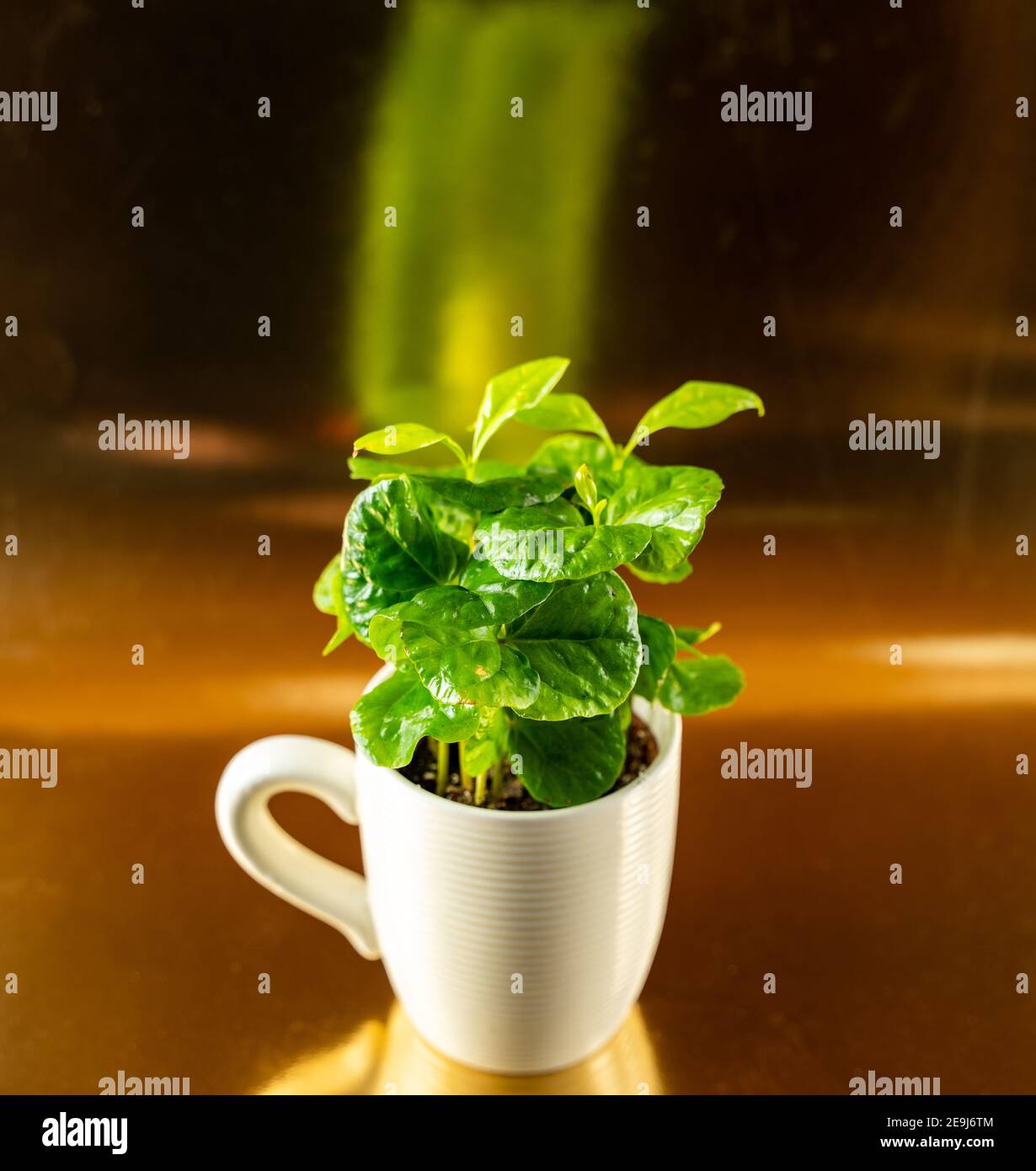 pianta del caffè in pentola con sfondo dorato, vista dall'alto Foto Stock