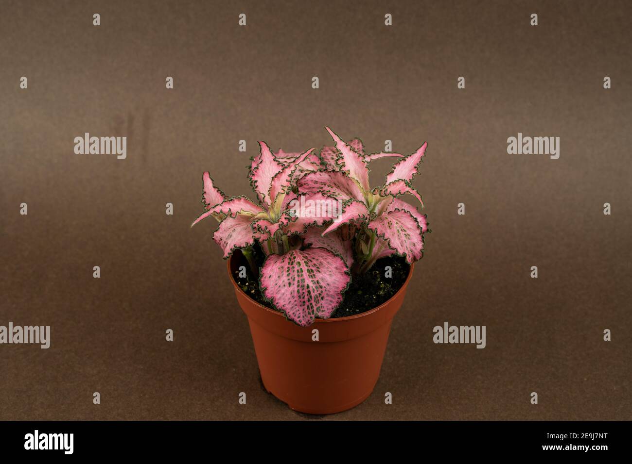 fittonia verschaffeltii su sfondo marrone, vista dall'alto Foto Stock