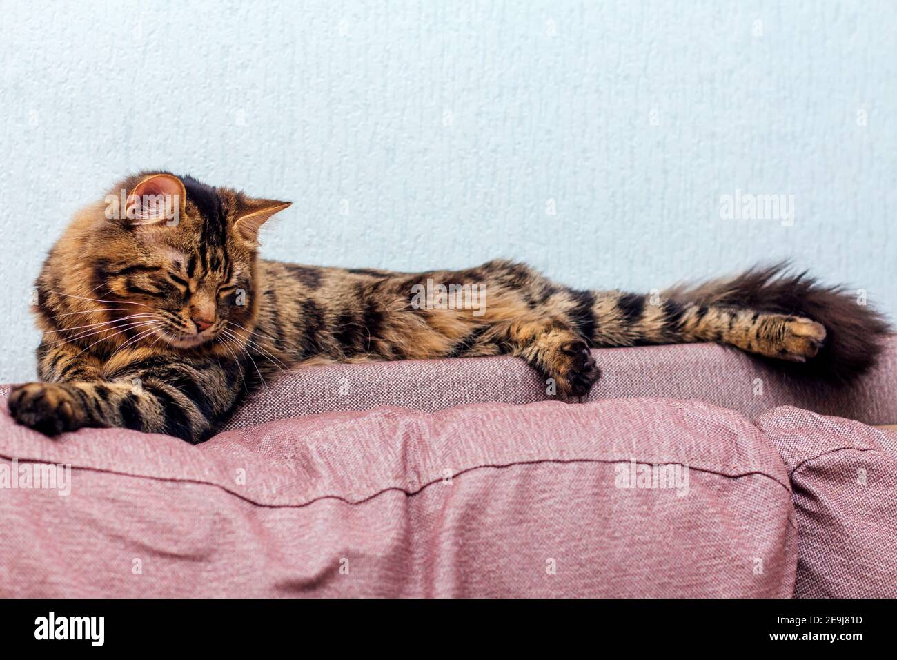 Gatto gattino bengala carbone con capelli lunghi che posa sul dorso di  divano Foto stock - Alamy