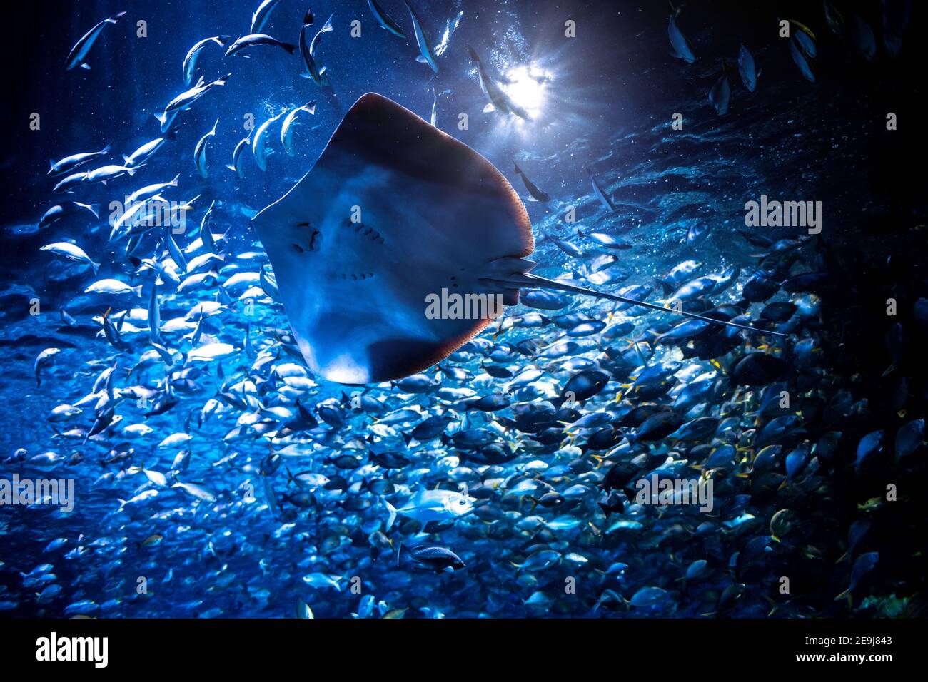 Big Stingray Nuoto con un gruppo di pesci in un acquario, durante lo spettacolo di alimentazione. Ci sono così tanti detriti nell'acqua, luce brillare Foto Stock