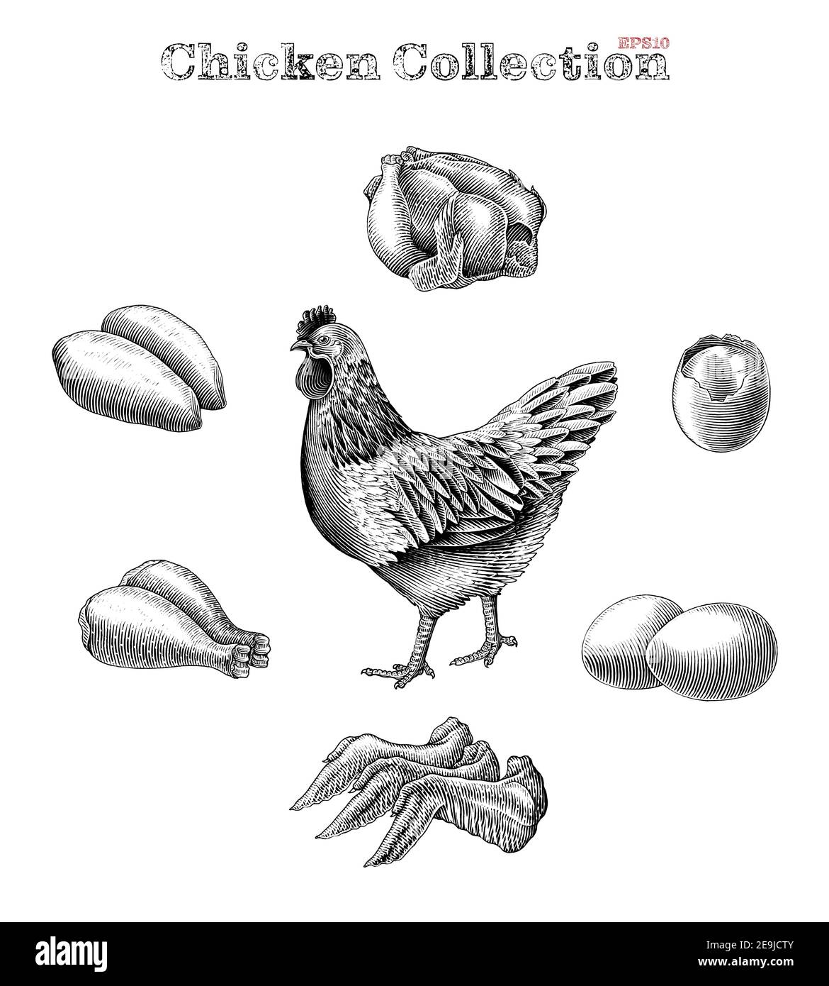 Collezione di pollo disegno a mano d'epoca incisione stile clip art isolato su sfondo bianco Illustrazione Vettoriale