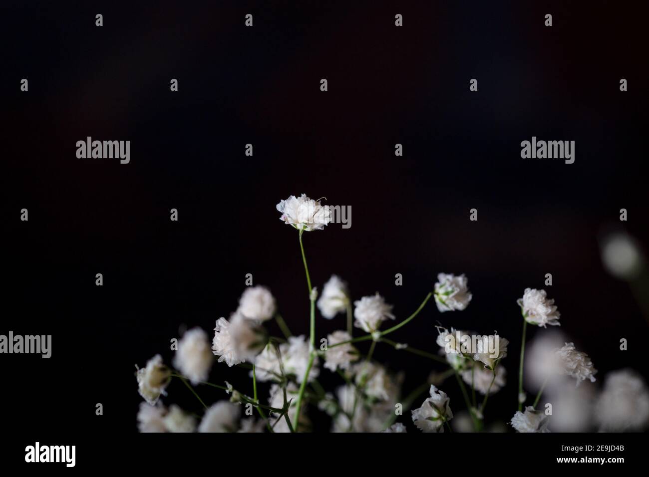 Piccoli fiori bianchi davanti a uno sfondo scuro. Foto Stock