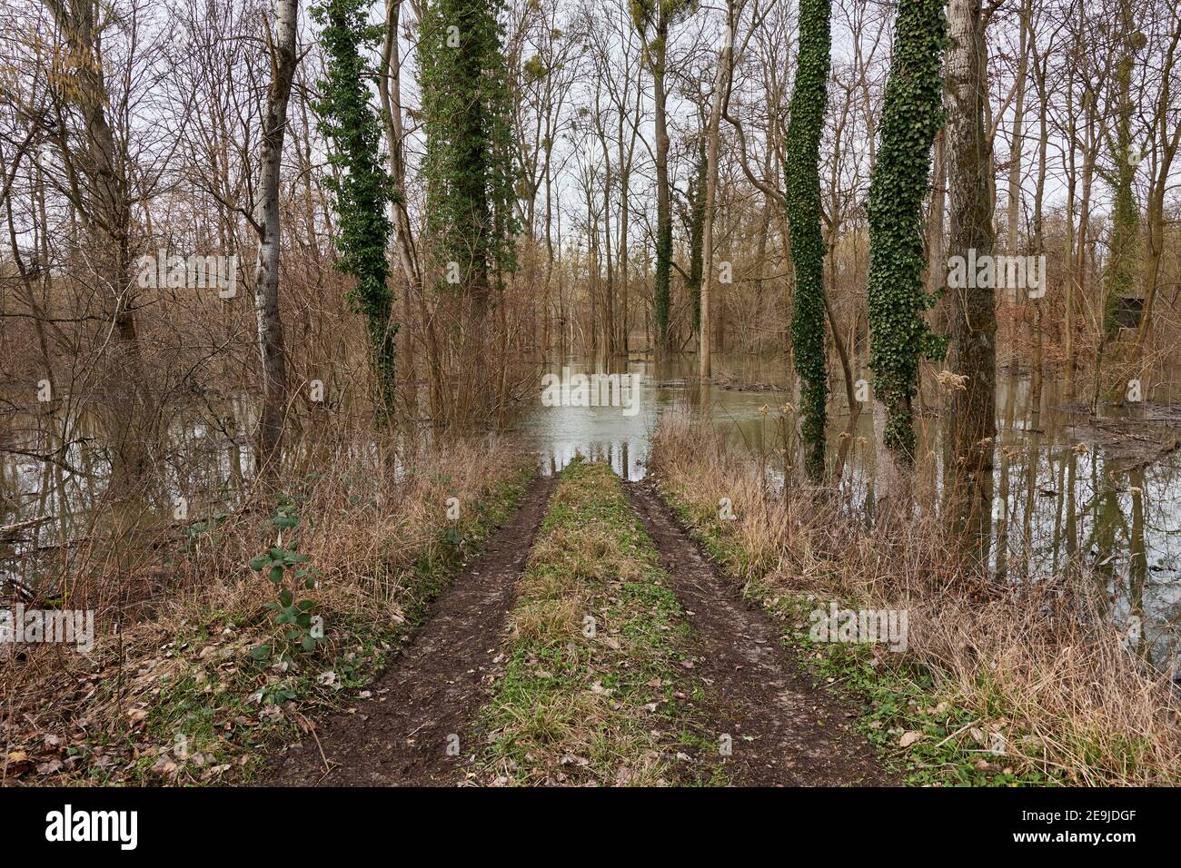 I solchi di una strada sterrata allagata attraverso una foresta ripariana alluvionale sul fiume Altrhein a Plittersdorf, Germania Foto Stock