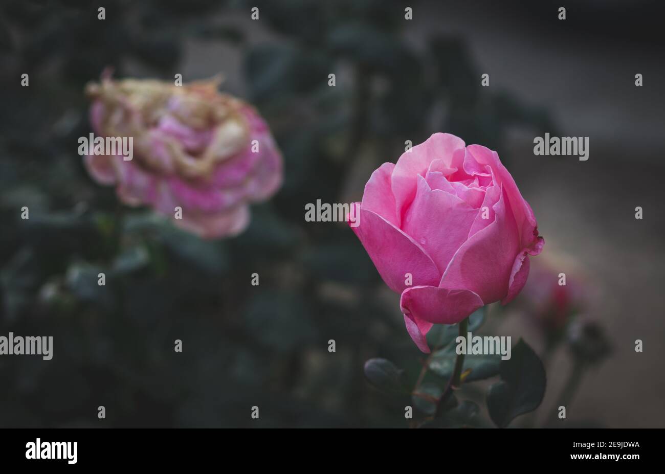 Rosa fiore con gocce di pioggia su di esso, sfondo sfocato Foto Stock