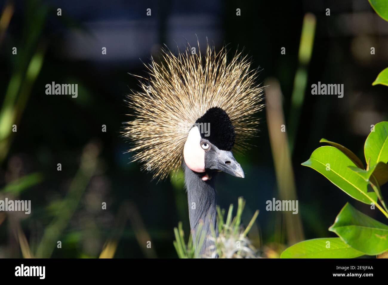 Gru con corona nera (Baleari pavonina) la testa di una gru nera incoronata isolata su un sfondo naturale Foto Stock