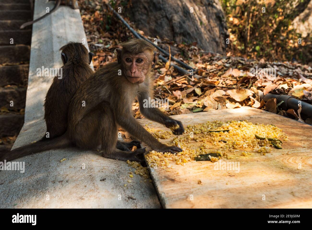 Giovane Sri Lanka Macaca Sinica Monkey, mangiare riso fritto. Primo piano. Foto Stock