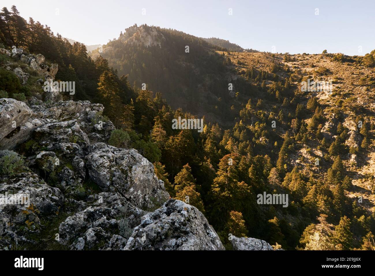 Yunquera pinsapar (abies pinsapo) nel parco nazionale della Sierra de las Nieves a Malaga. Andalusia, Spagna Foto Stock