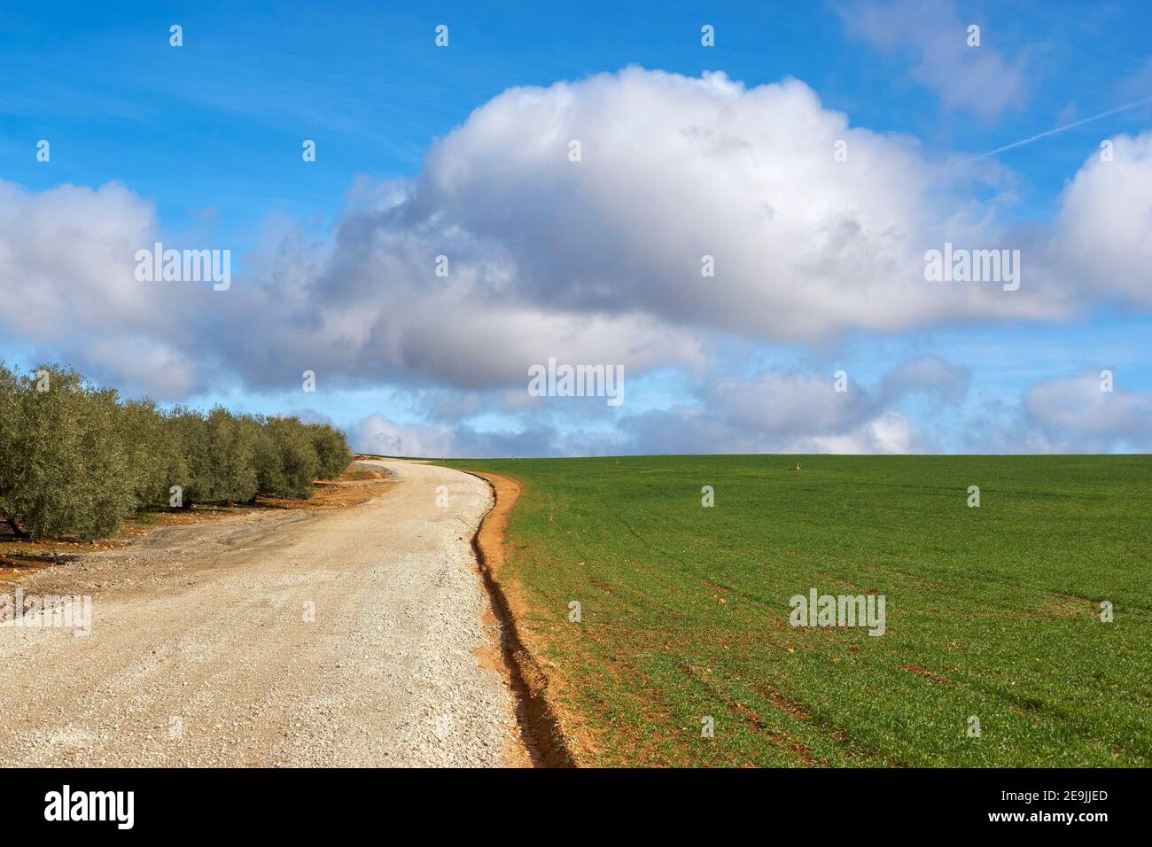 Strada agricola in campo di cereali e alberi di ulivo verde su cielo blu e nuvole bianche a Malaga. Andalusia, Spagna Foto Stock