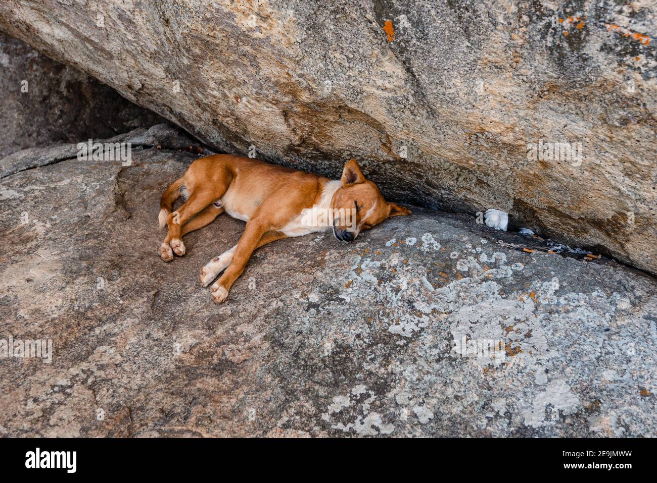 Cane che giace all'ombra sotto un costruttore massiccio in Sri Lanka. Foto Stock