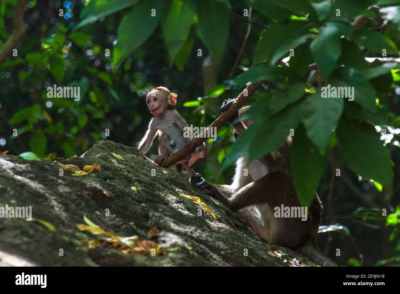 Baby Macaca sinica, scimmia macaque Toque dello Sri Lanka Foto Stock