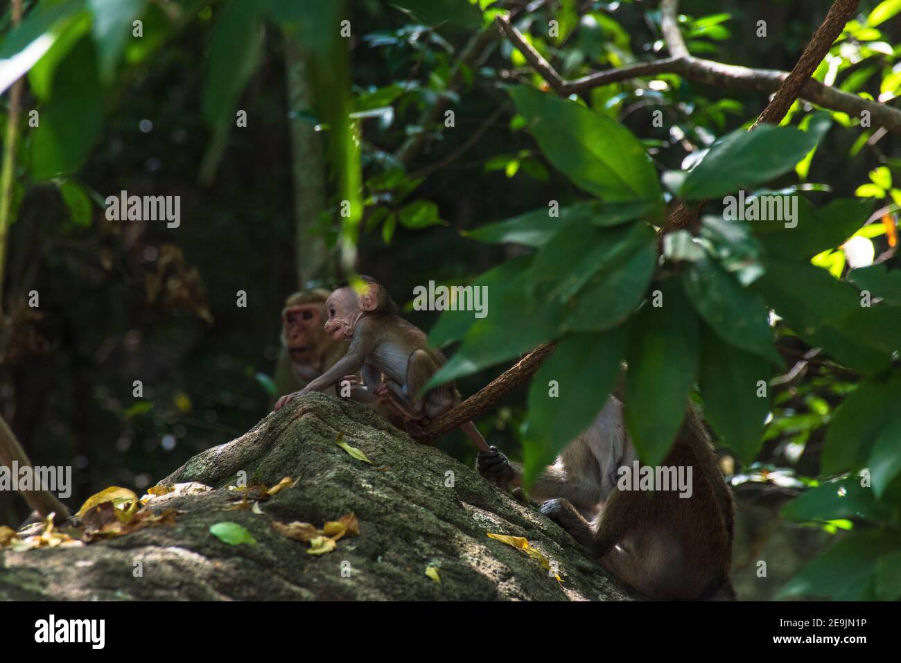 Macaca sinica, scimmia macaque Toque dello Sri Lanka Foto Stock