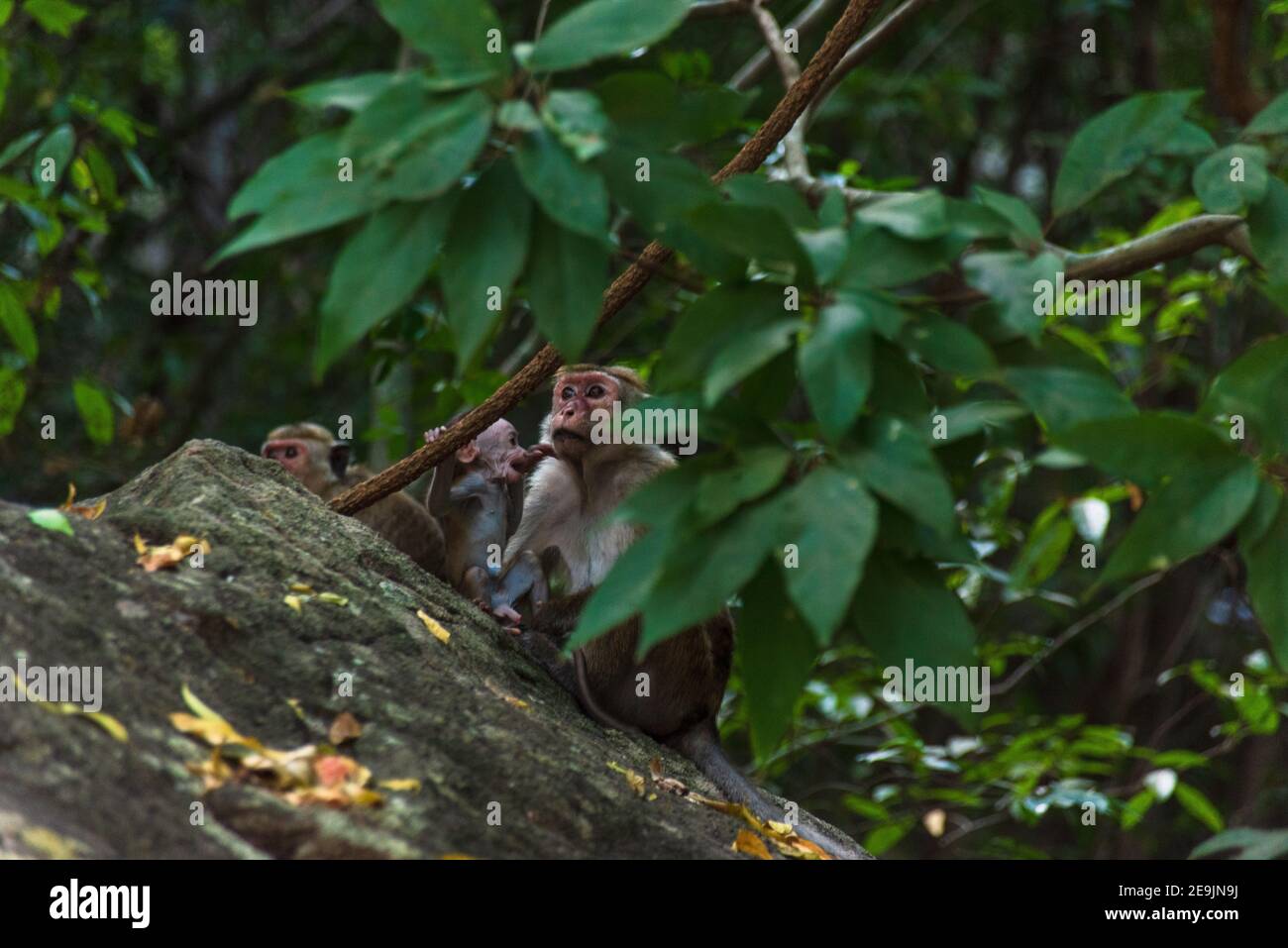 Macaca sinica, scimmia macaque Toque dello Sri Lanka Foto Stock