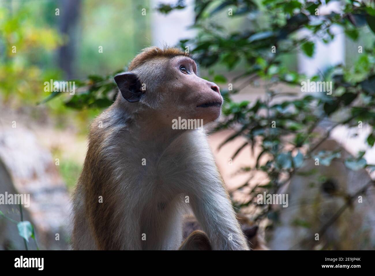 Macaca sinica, scimmia macaque Toque dello Sri Lanka Foto Stock