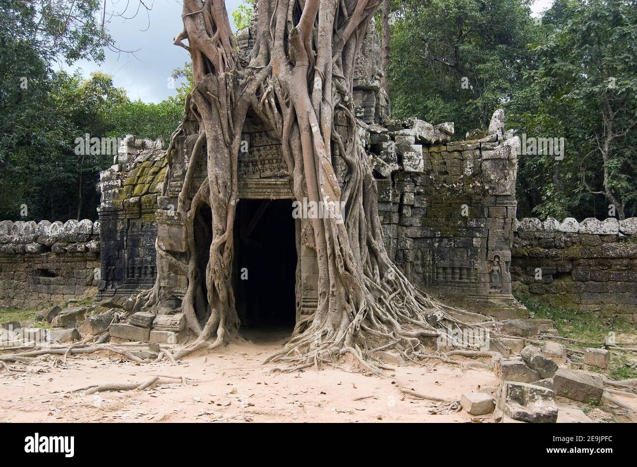 Porta d'ingresso all'antico tempio Khmer di Ta Som, Angkor, Cambogia. Sovrastato da un fico strangolante, nome latino Ficus aurea, albero. Foto Stock