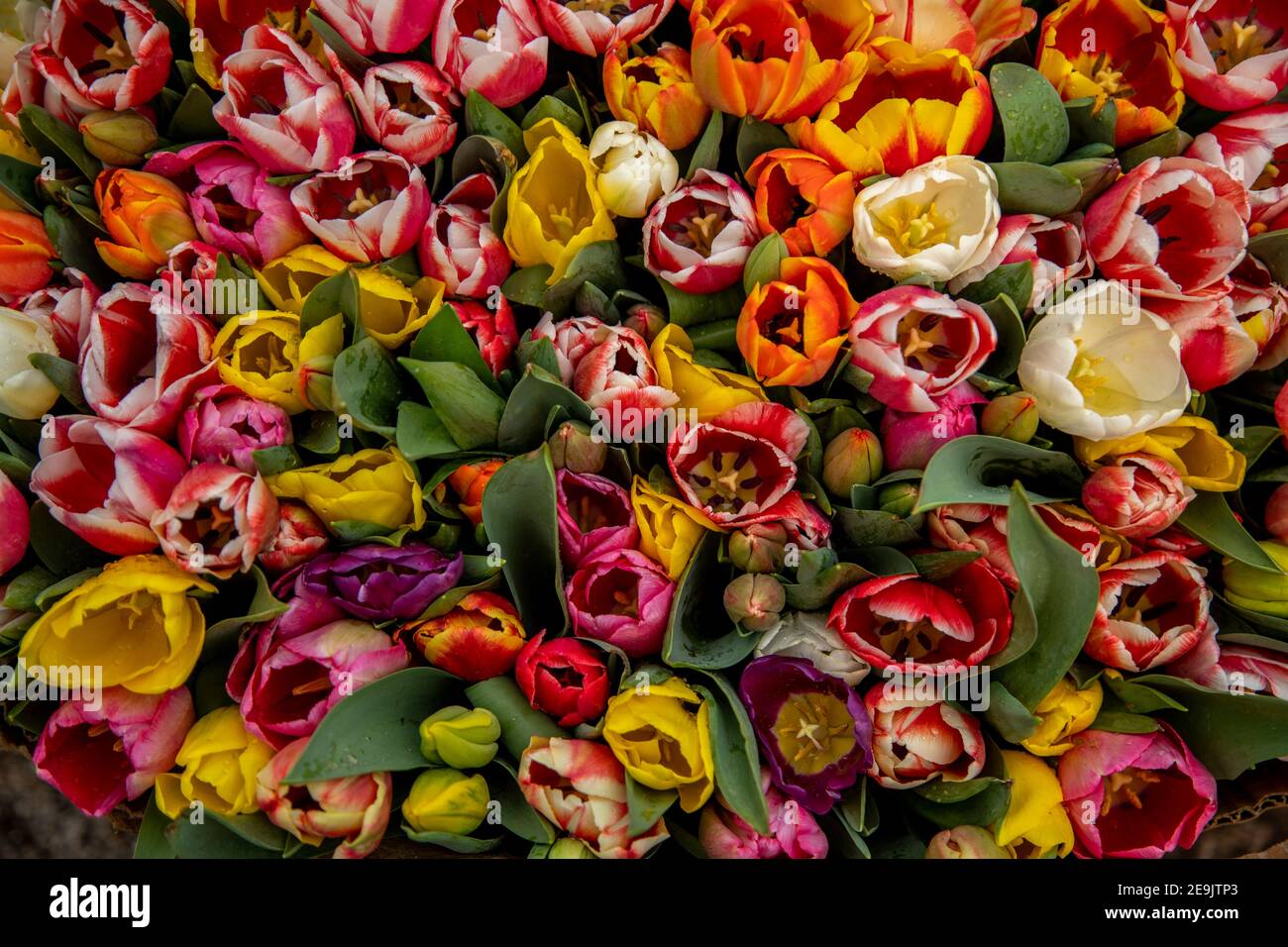 Diversi tipi di tulipani immagini e fotografie stock ad alta risoluzione -  Alamy