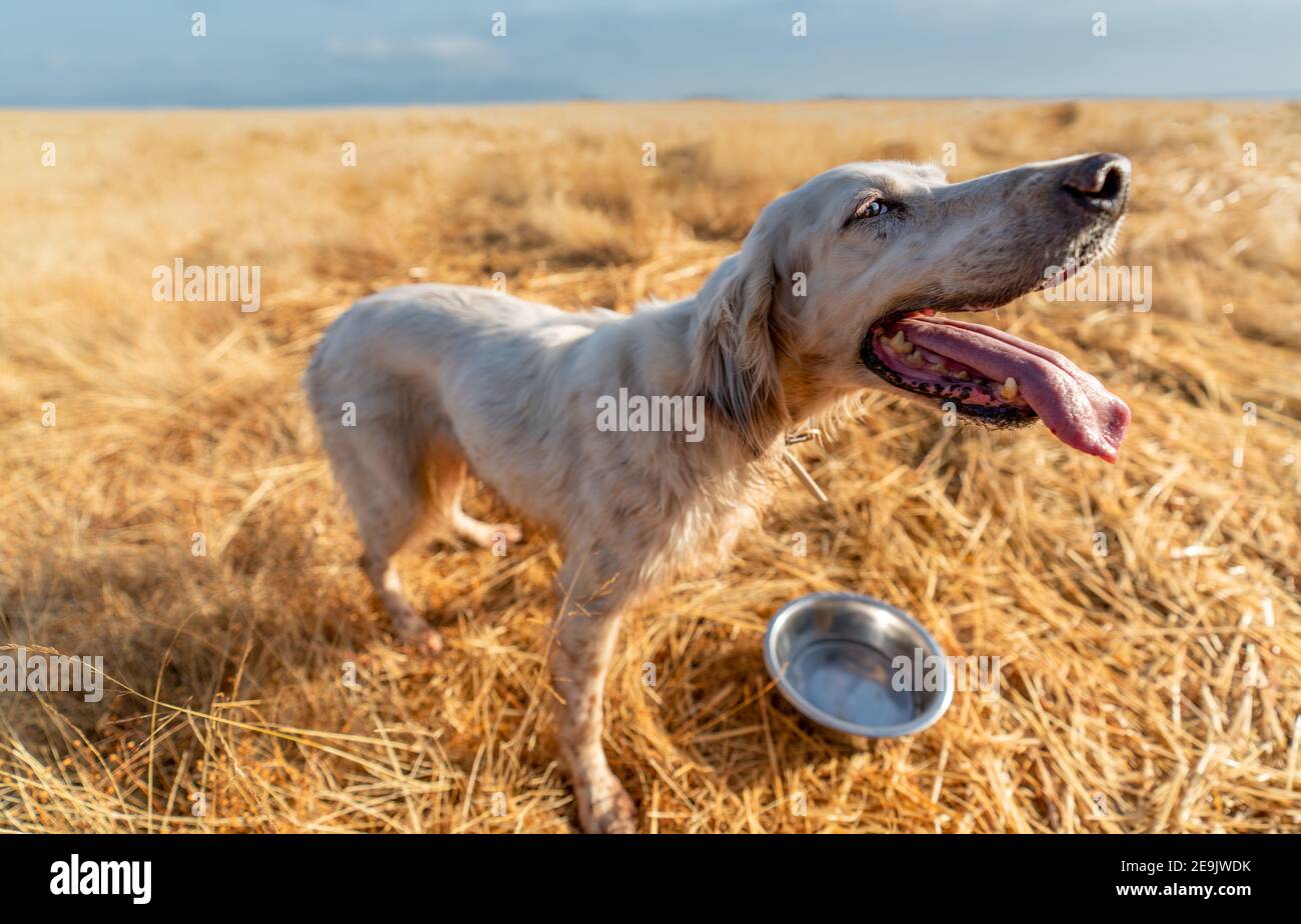 Super closeup grandangolare vista del cane pedigree puntatore Foto Stock