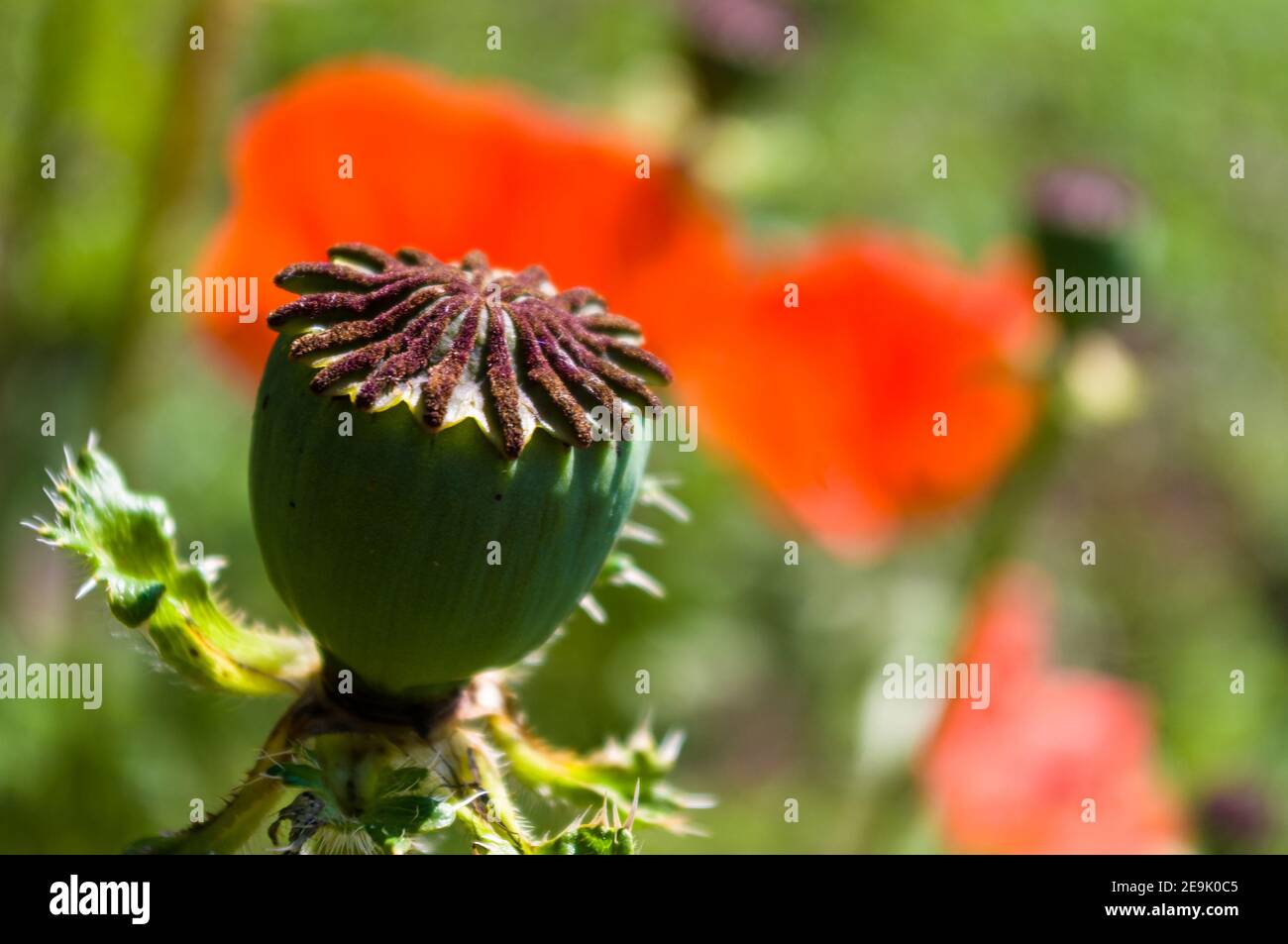 Grandi teste di papavero unmaty in primavera in una calda giornata di sole, sfondo luminoso e bello Foto Stock