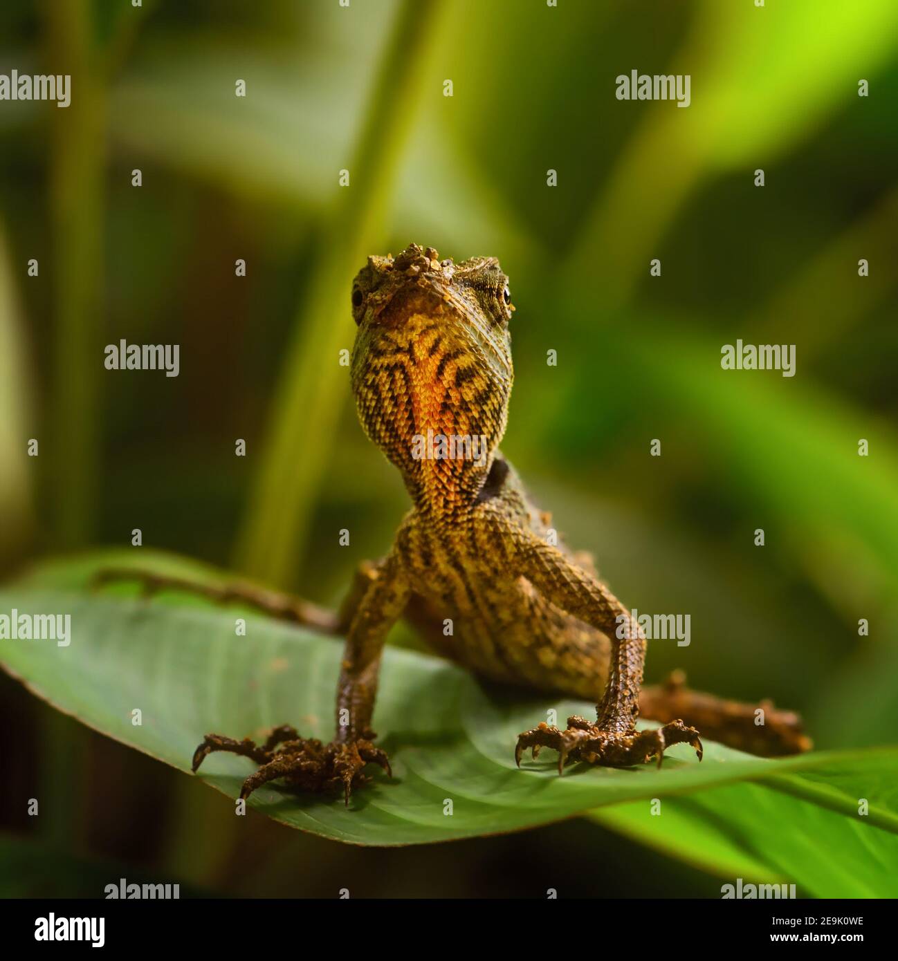 Emma Grey's Forest Lizard - Calotes emma, bella lucertola colorata dalle foreste del sud-est asiatico, Thailandia. Foto Stock