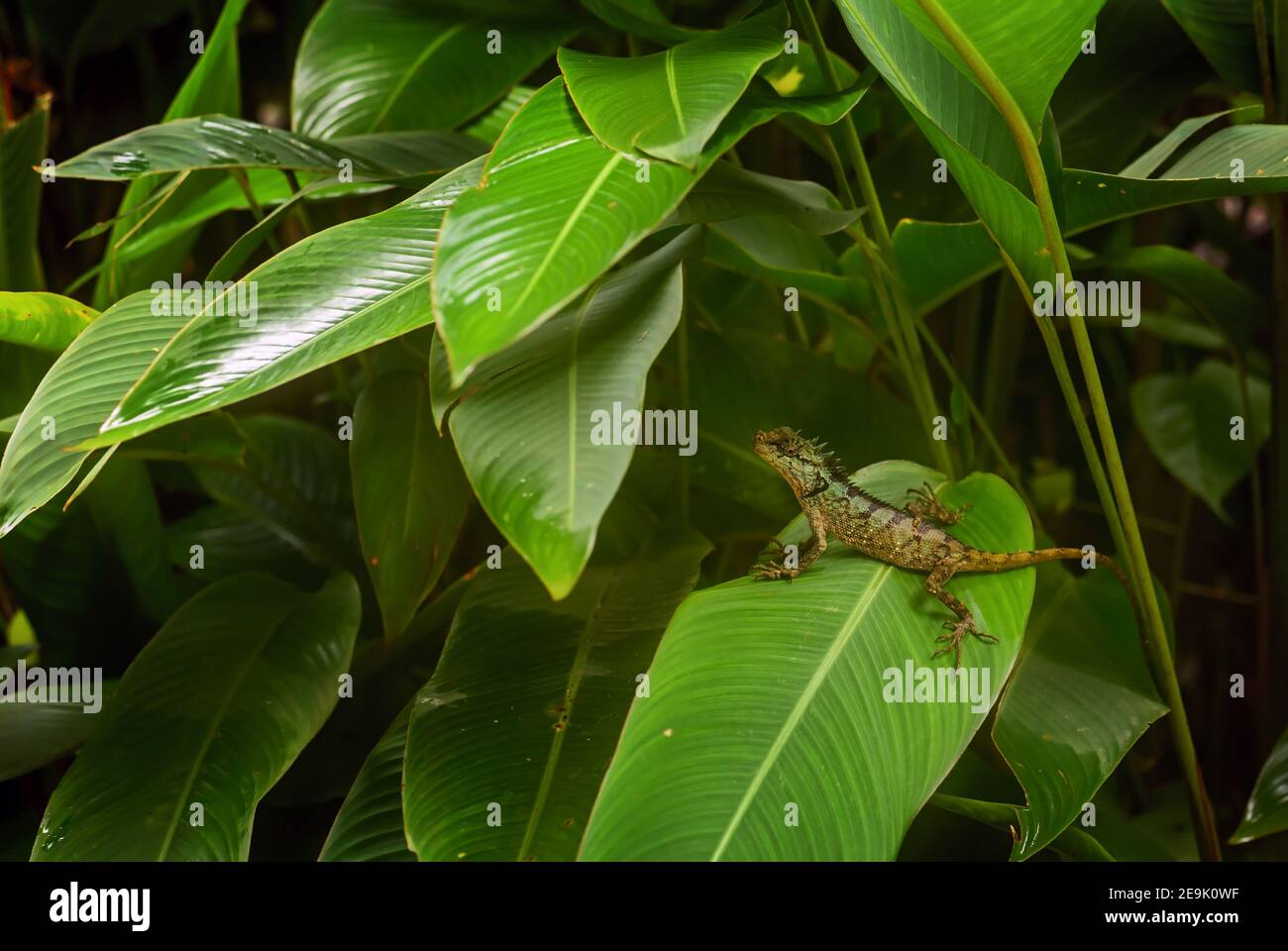 Emma Grey's Forest Lizard - Calotes emma, bella lucertola colorata dalle foreste del sud-est asiatico, Thailandia. Foto Stock