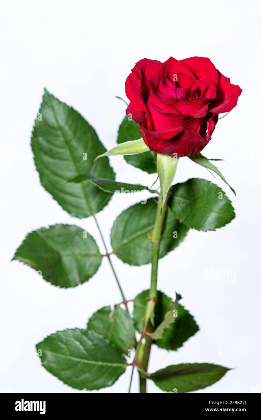 fotografia di rosa rossa a gambo singolo Foto Stock
