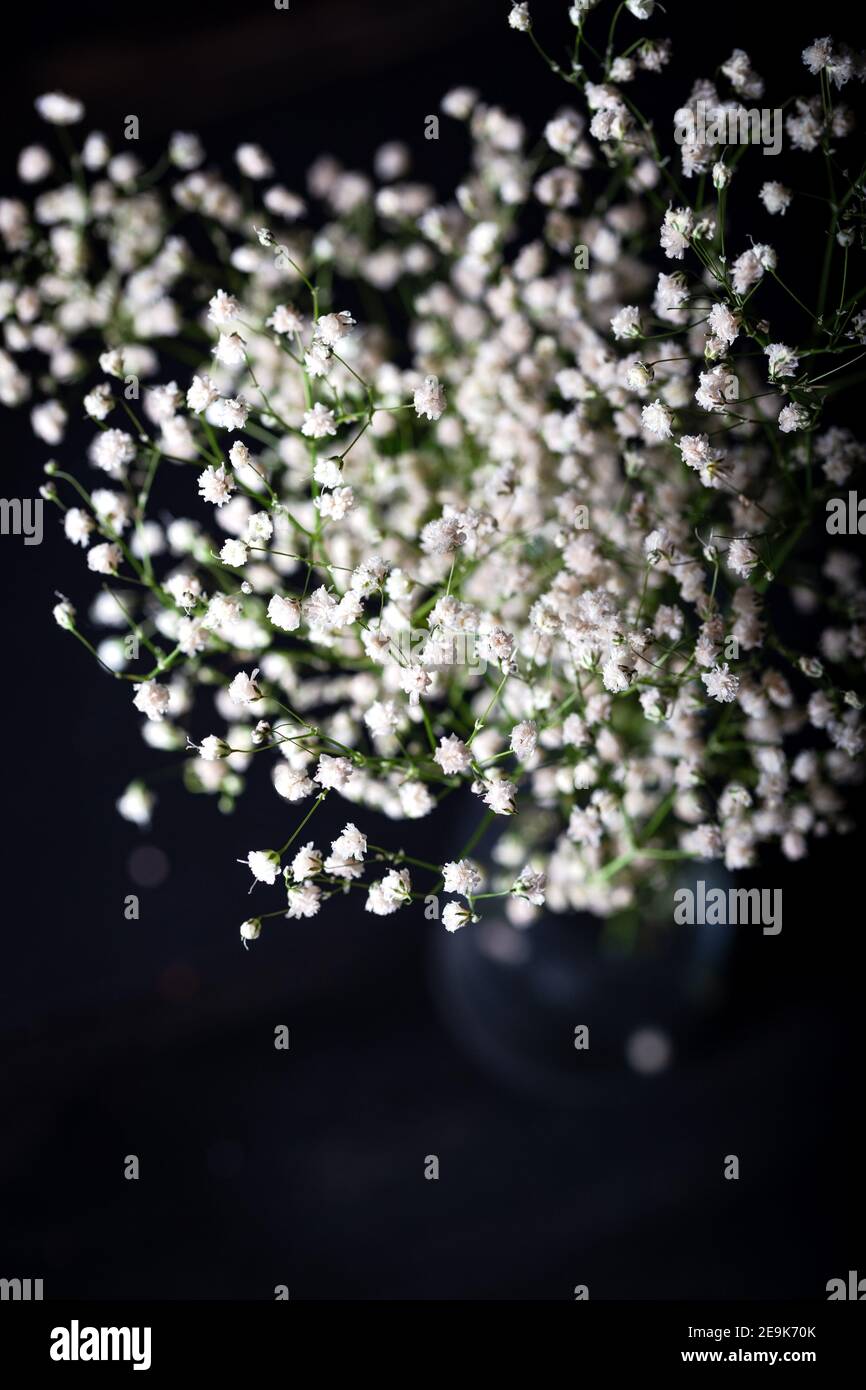 Piccoli fiori bianchi davanti a uno sfondo scuro. Foto Stock