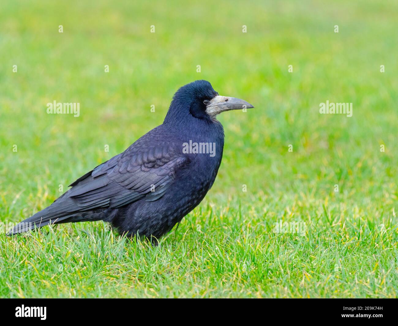 Rook Corvus frugilegus alimentazione nella prateria East coast Norfolk Foto Stock