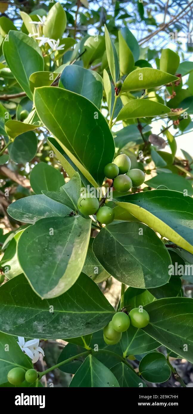 Karvand Wild Indian Fruits frutta secca Foto Stock