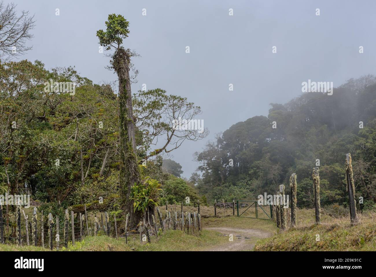 La foresta pluviale nel Parco Nazionale di Volkan Baru, Panama Foto Stock