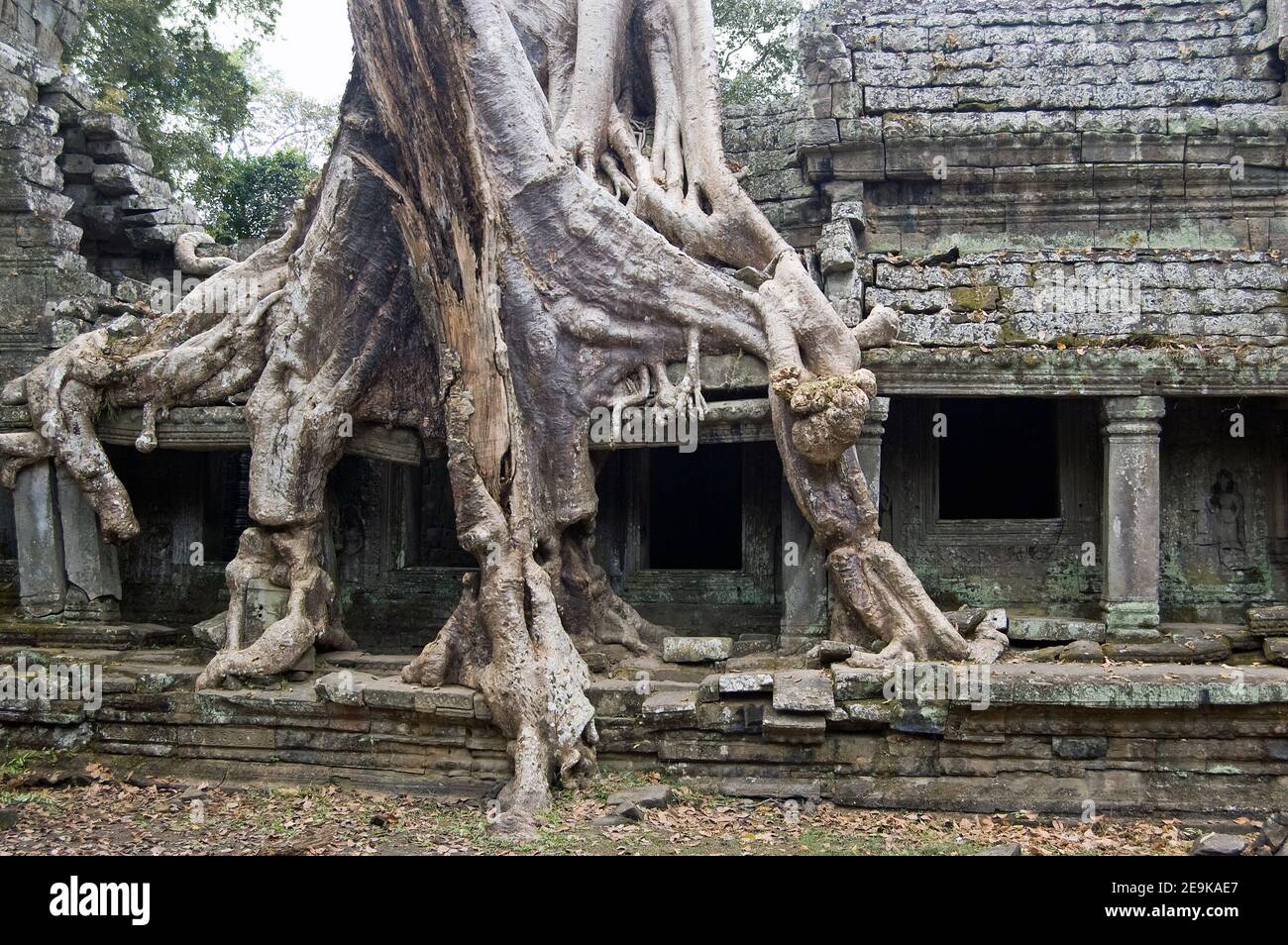 Un grande albero di Kapok, nome latino Ceiba pentandra, che cresce attraverso le antiche rovine Khmer del tempio Preah Khan, Angkor, Cambogia. Antica struttura, hun Foto Stock