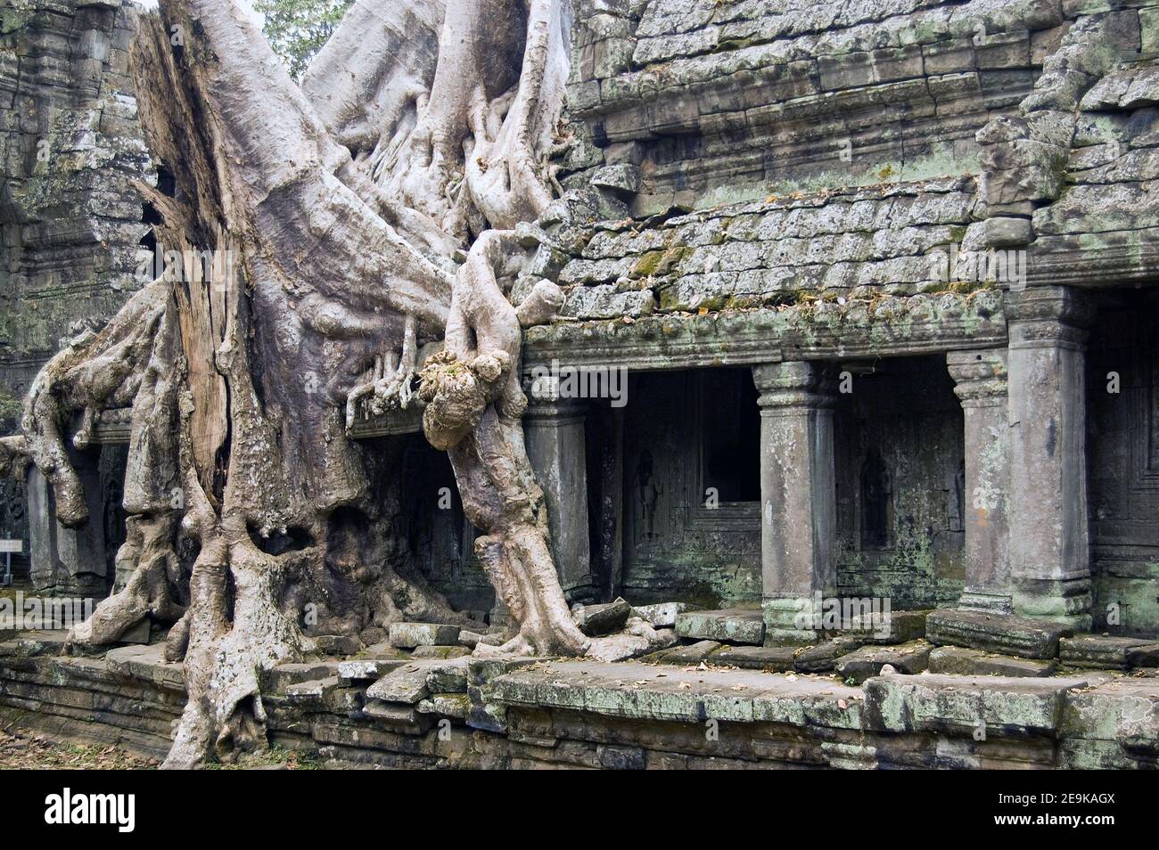 Un grande albero di Kapok, nome latino Ceiba pentandra, che cresce attraverso le antiche rovine Khmer del tempio Preah Khan, Angkor, Cambogia. Struttura antica. Foto Stock