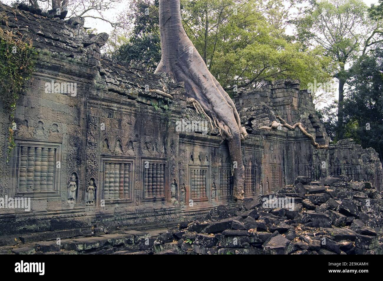 Rovine dell'antico tempio Khmer di Preah Khan con un albero kapok, nome latino Ceiba pentandra, che cresce attraverso di loro. Angkor, Cambogia. Antiche rovine, Foto Stock