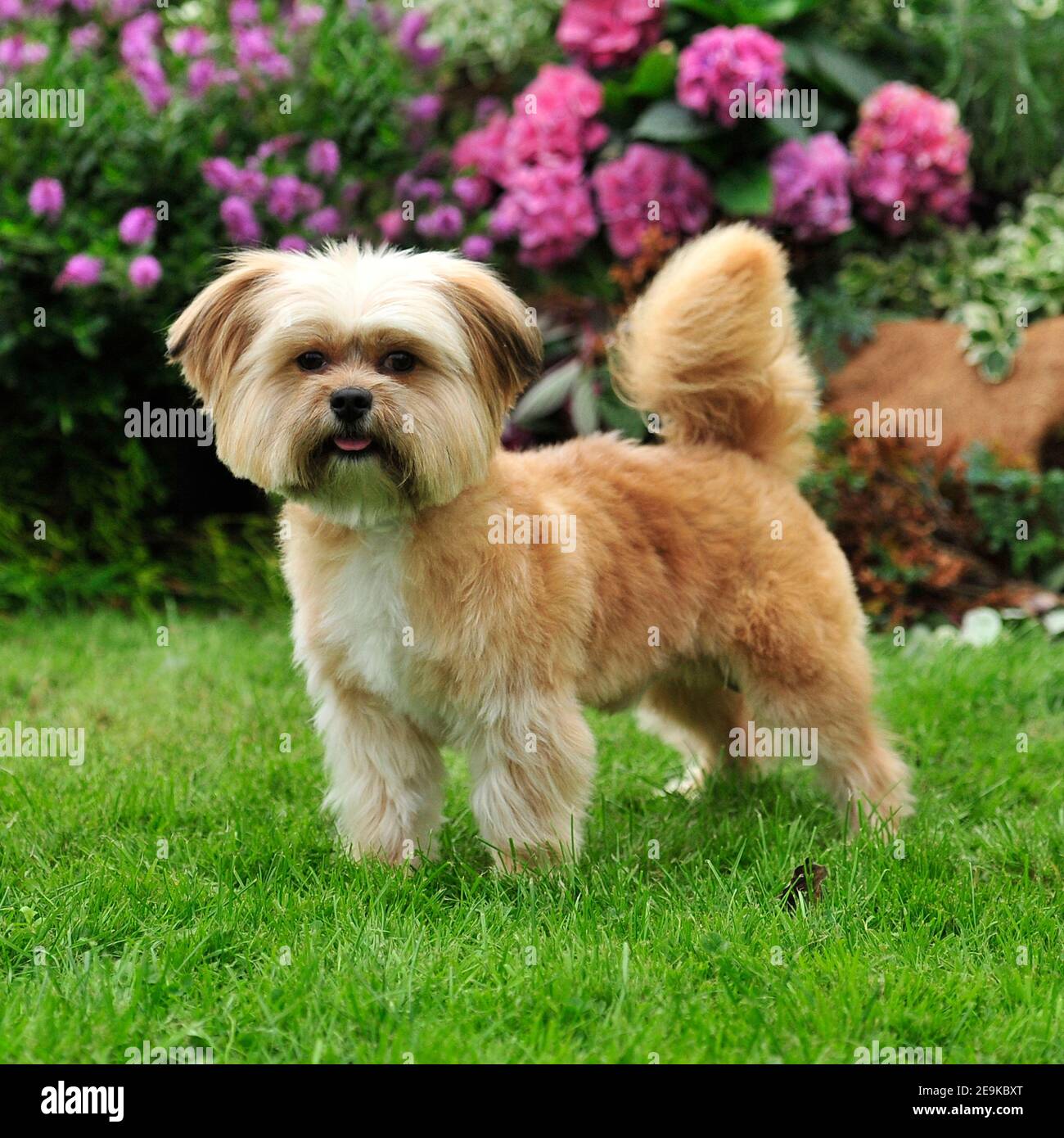 cane di Shih tzu Foto Stock